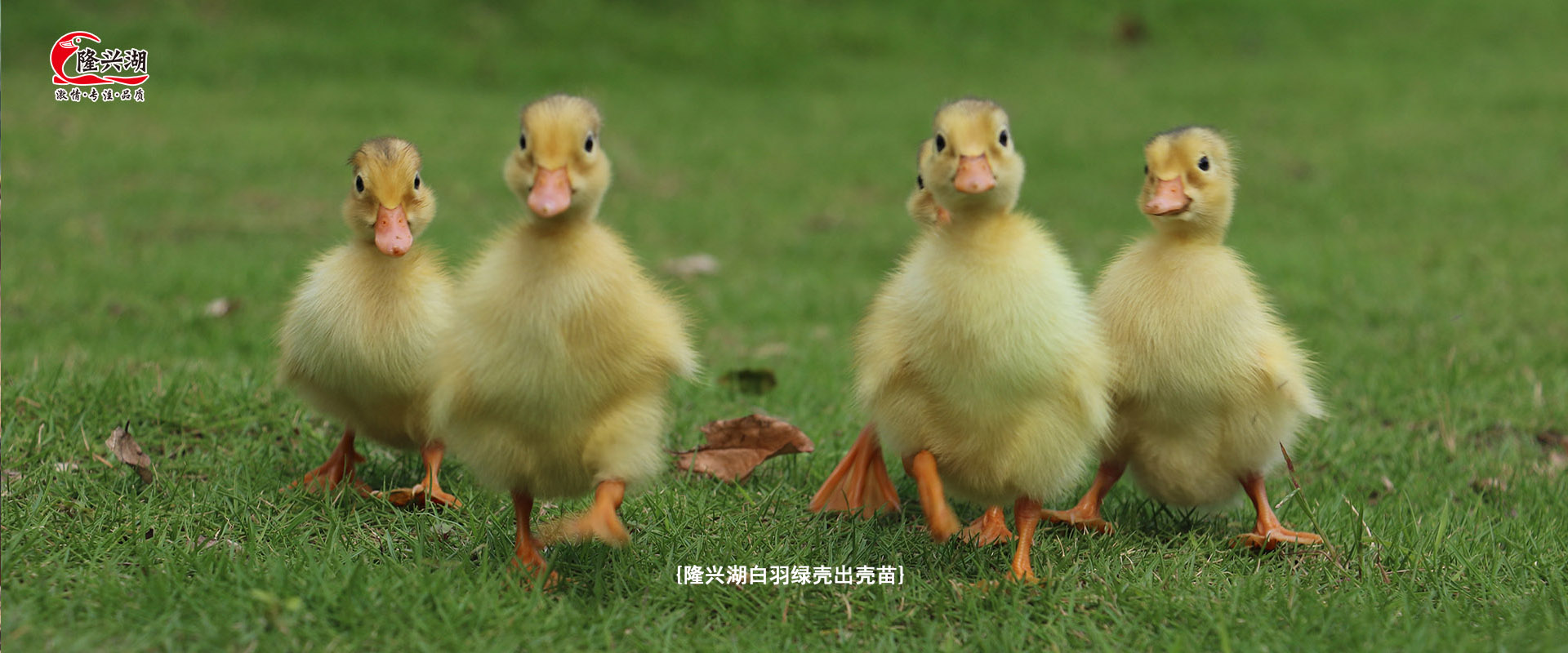 湖北丝瓜视频黄色APP下载丝瓜视频在线下载污绿壳出壳鸭苗